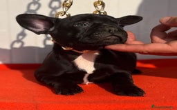 Bulldog Francés perros en venta: entra en nuestra web milcachorros.es - Imagen 2