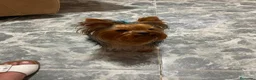 Yorkshire Terrier perros en venta: Cachorro yorkshire  - Anuncio 5