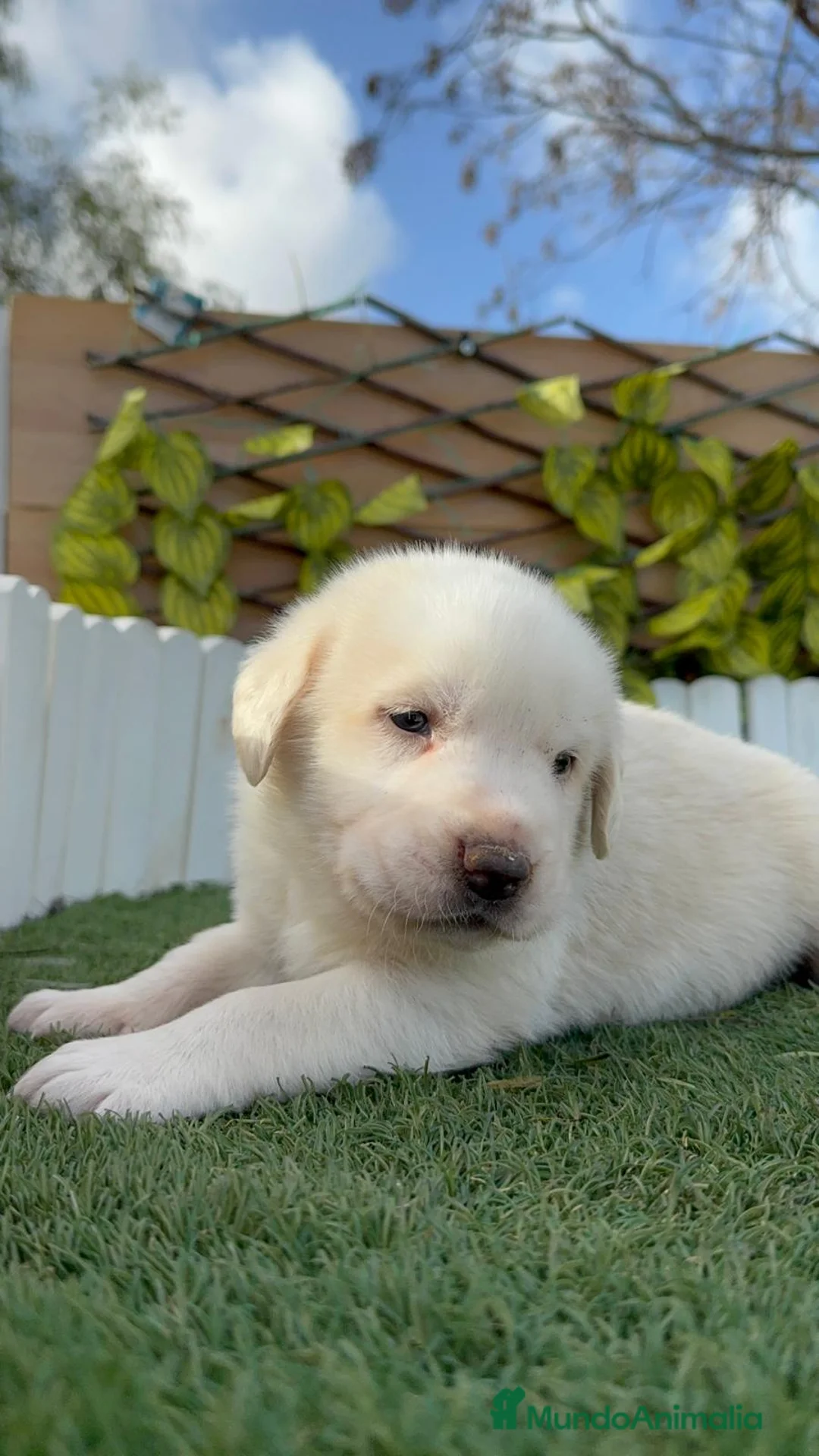 Mastín Español perros en venta: MASTIN ESPAÑOL - Anuncio 11