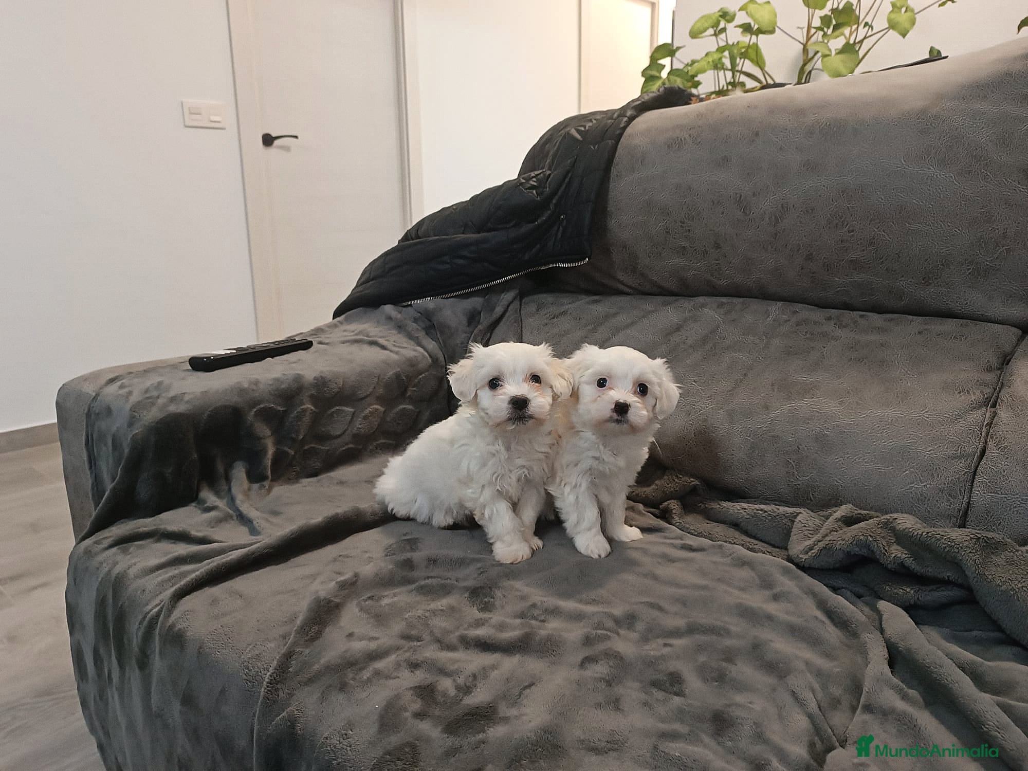 Bichón Maltés perros BICHÓN MALTÉS - Anuncio 1