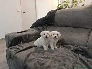 Bichón Maltés perros BICHÓN MALTÉS - Anuncio 1