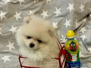 Pomerania perros Pomerania toy - Anuncio 2