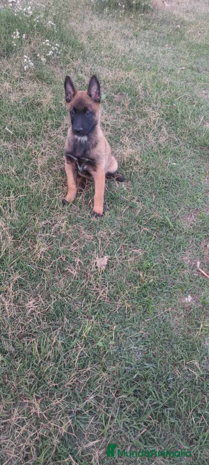 Pastor Belga Malinois perros Pastor belga malinois - Anuncio 12