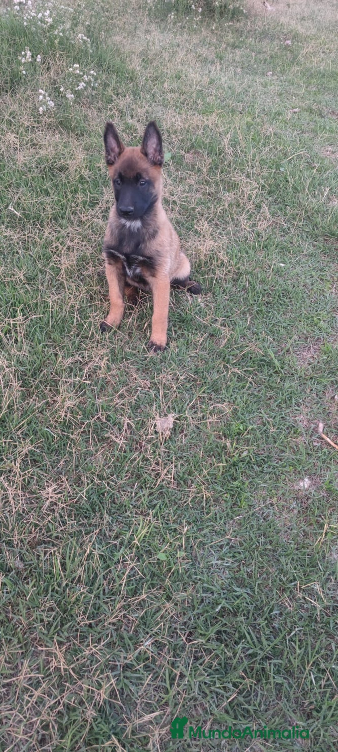 Pastor Belga Malinois perros en venta: Pastor belga malinois - Anuncio 1