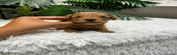 Caniche Enano perros en venta: CANICHE ENANO - Anuncio 21