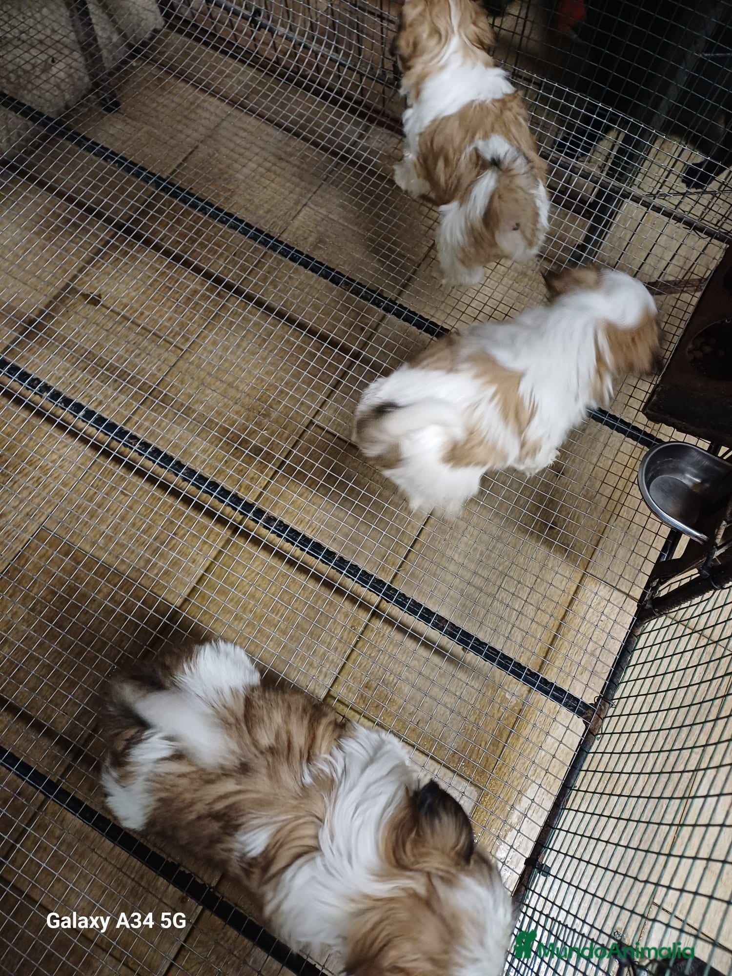 Shih Tzu perros Shih Tzu 2 machitos disponible - Anuncio 3