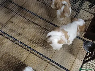 Shih Tzu perros Shih Tzu 2 machitos disponible - Anuncio 3