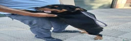 Rottweiler perros en venta: Rottwailer Hembra de 5 meses - Anuncio 2