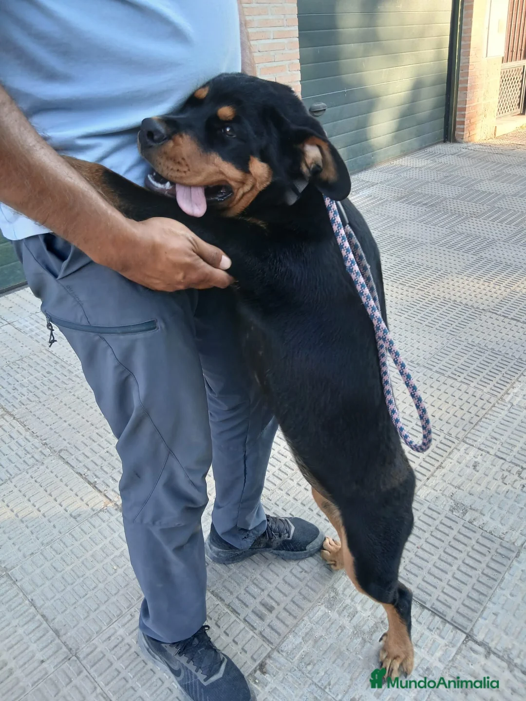 Rottweiler perros en venta: Rottwailer Hembra de 5 meses - Anuncio 2