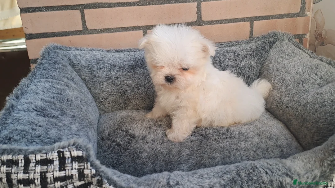 Bichón Maltés perros en venta: Cachorrito Bichon Maltes Toy  - Anuncio 2