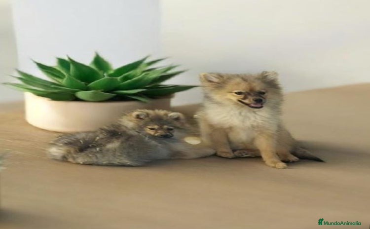 Pomerania perros - Propaganda 11