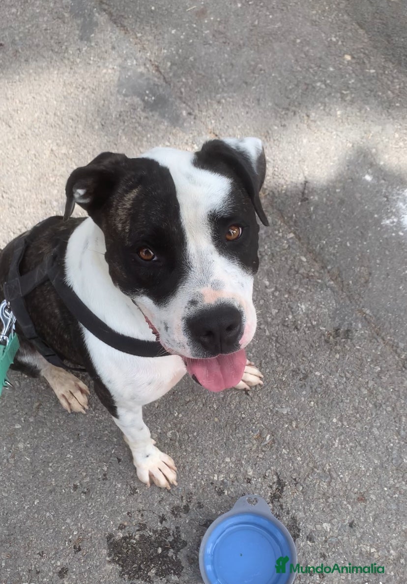 American Staffordshire-Terrier perros THOR ❤️ en Adopción  - Anuncio 1