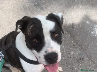 American Staffordshire-Terrier perros THOR ❤️ en Adopción - Anuncio 2