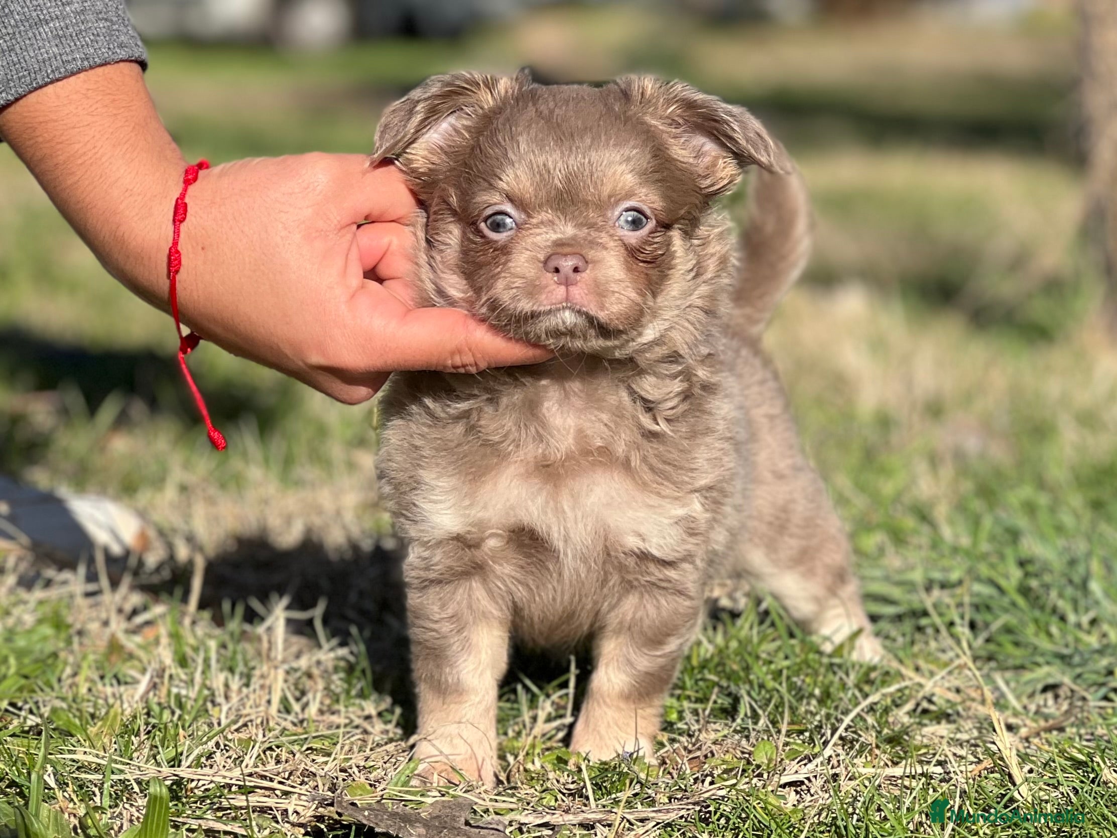 Chihuahua perros CHIHUAHUA PELO LARGO LÍNEA RUSA CABEZA DE MANZANA  - Anuncio 1