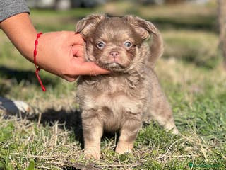 Chihuahua perros CHIHUAHUA PELO LARGO LÍNEA RUSA CABEZA DE MANZANA - Anuncio 15