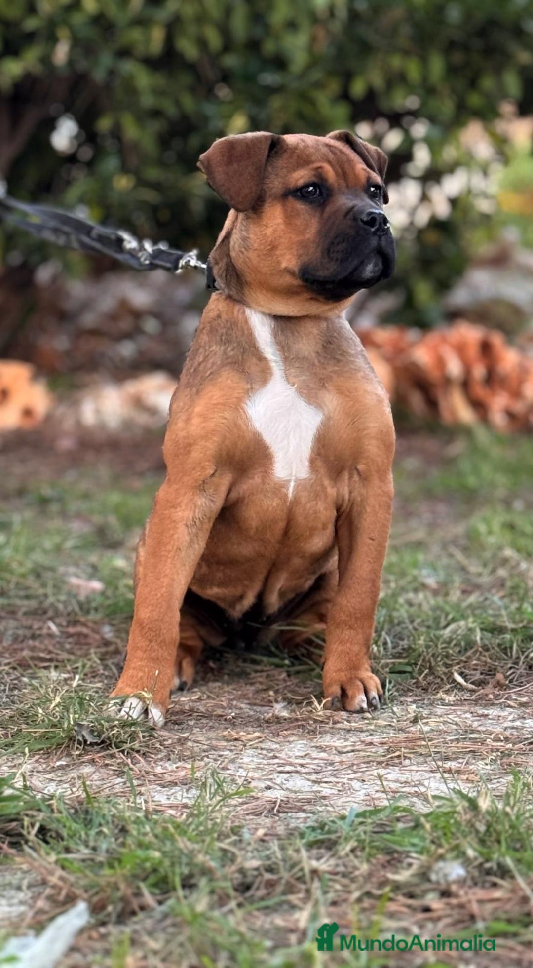 Raza Mixta perros en venta: Cachorra Bandog  - Anuncio 1