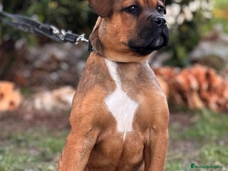 Raza Mixta perros Cachorra Bandog - Anuncio 2