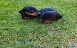 Teckel Miniatura perros en venta: Teckel de pelo corto  - Imagen 5