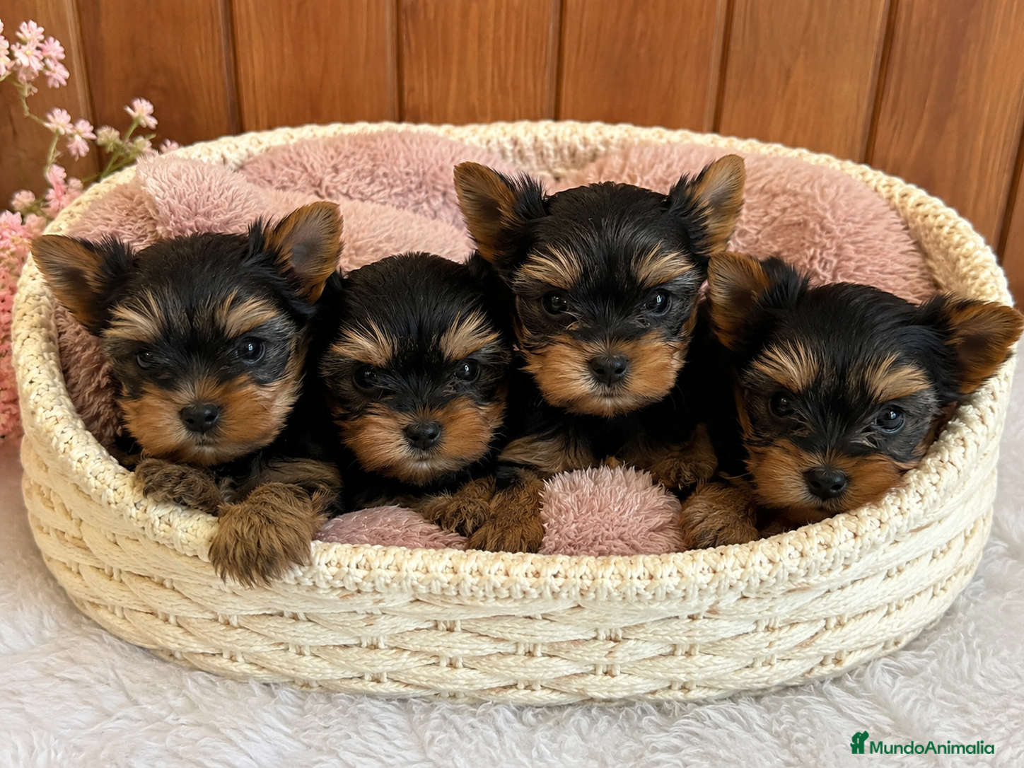 Yorkshire Terrier perros PRECIOSA CAMADA DE YORKSHIRE TERRIER ✨🐶 - Anuncio 1