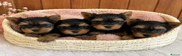 Yorkshire Terrier perros en venta: PRECIOSA CAMADA DE YORKSHIRE TERRIER ✨🐶 - Anuncio 1