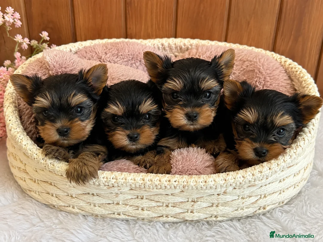 Yorkshire Terrier perros en venta: PRECIOSA CAMADA DE YORKSHIRE TERRIER ✨🐶 - Anuncio 1