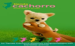Chihuahua perros en venta: CHIHUAHUA - Imagen 1
