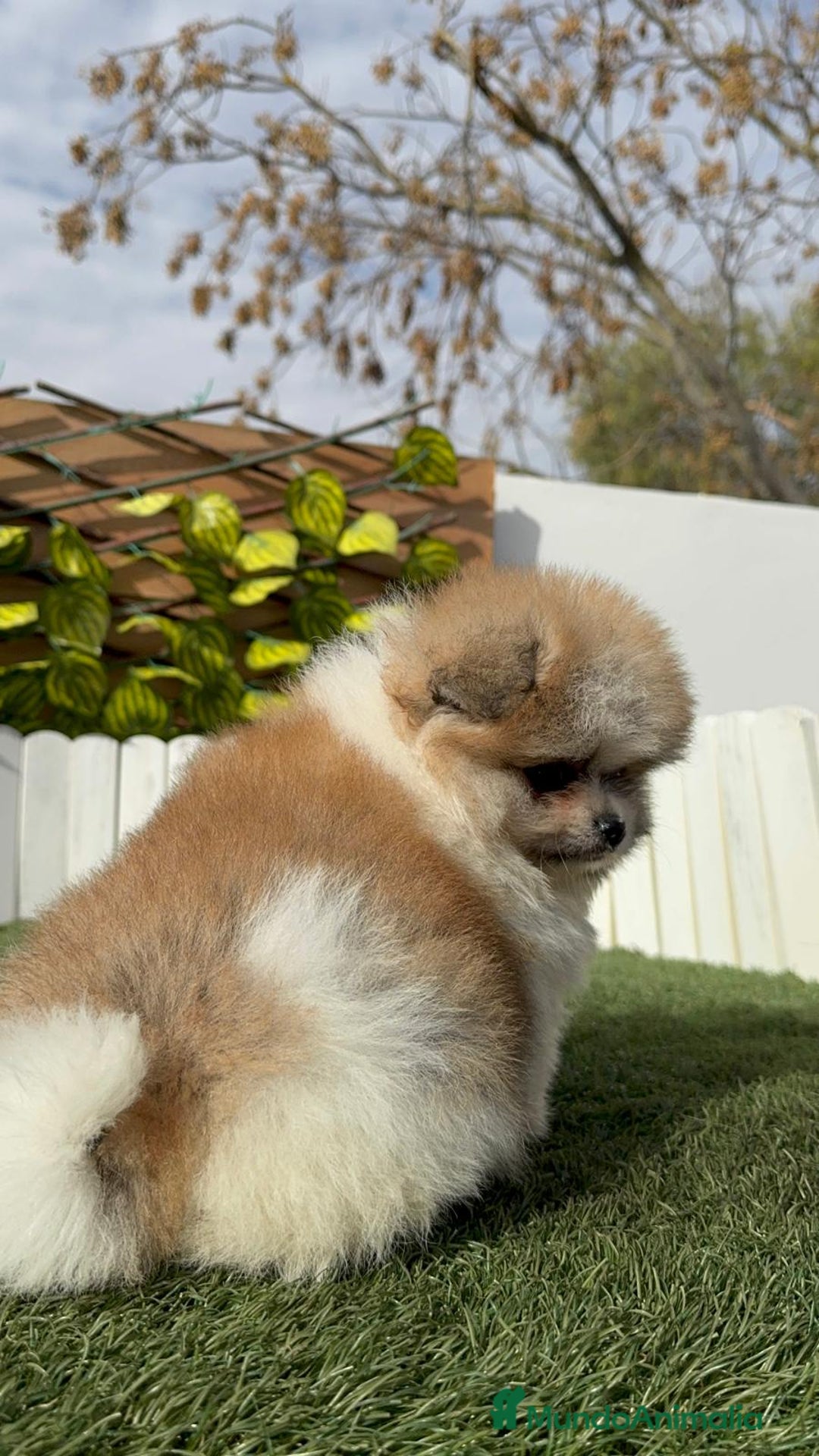 Pomerania perros en venta: POMERANIA HEMBRA - Anuncio 28