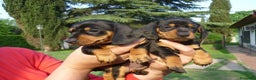 Teckel perros en venta: LA MEJOR SELECCIÓN DE DACHSHUND DE ESPAÑA !!!! en Badajoz - Anuncio 1