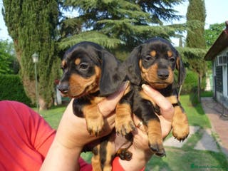 Teckel perros LA MEJOR SELECCIÓN DE DACHSHUND DE ESPAÑA !!!! en Badajoz - Anuncio 33