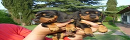 Teckel perros en venta: LA MEJOR SELECCIÓN DE DACHSHUND DE ESPAÑA !!!! en Badajoz - Anuncio 1