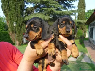 Teckel perros LA MEJOR SELECCIÓN DE DACHSHUND DE ESPAÑA !!!! en Badajoz - Anuncio 18