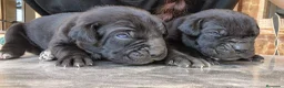 Cane Corso perros en venta: Cane corso - Anuncio 6