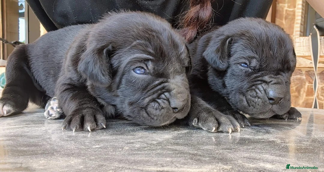 Cane Corso perros en venta: Cane corso - Anuncio 6