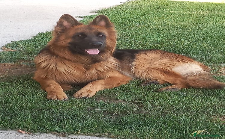 Pastor Alemán perros - Anuncio 1