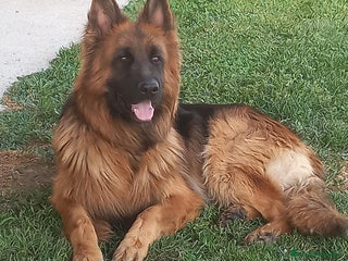 Pastor Alemán perros - Anuncio 1