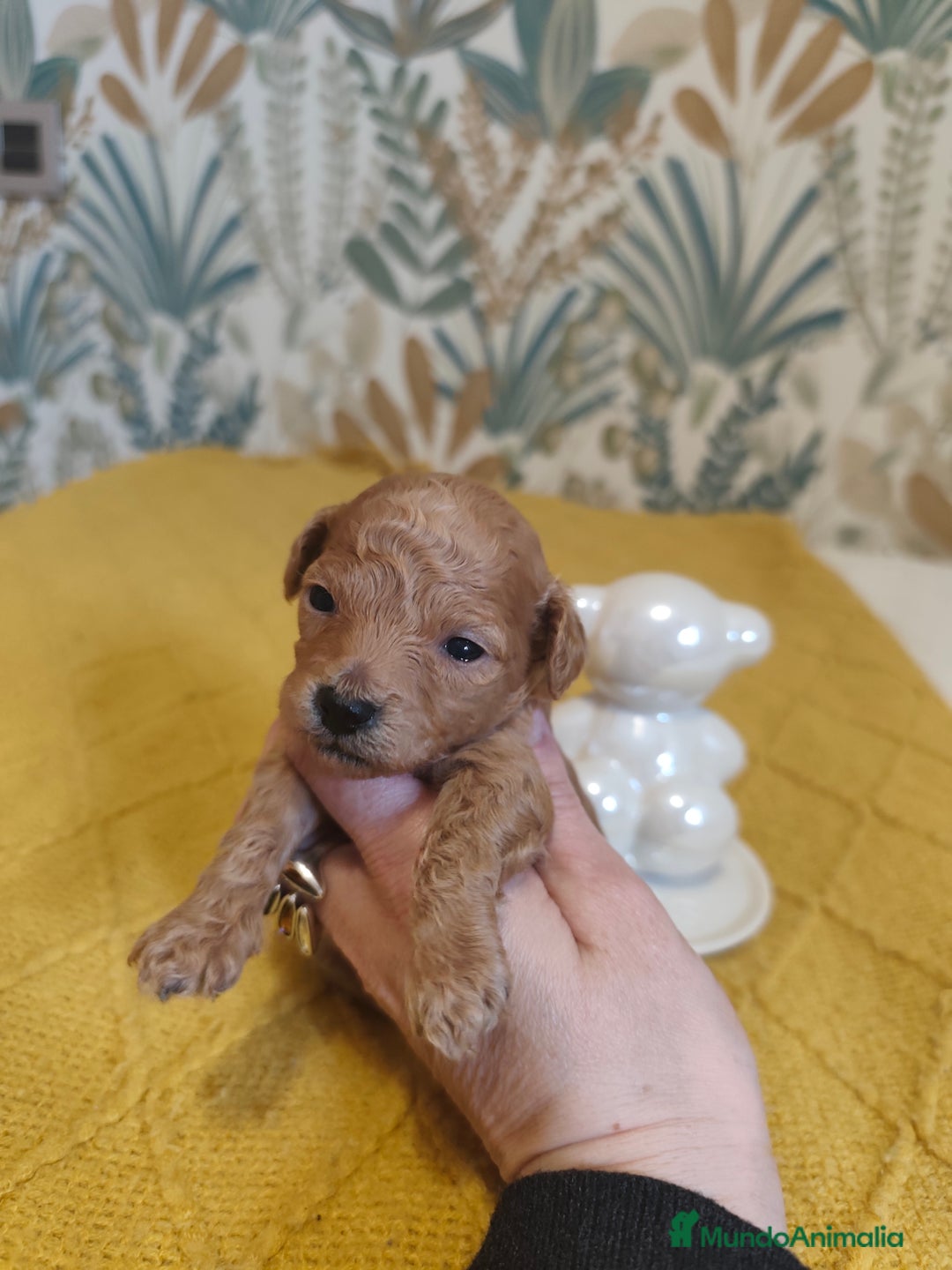 Caniche Toy perros en venta: 🐾 CANICHE TOY HEMBRA APRICOT – CRIADA CON AMOR 🐾 - Anuncio 1