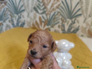 Caniche Toy perros 🐾 CANICHE TOY HEMBRA APRICOT – CRIADA CON AMOR 🐾 - Anuncio 28