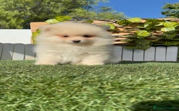 Pomerania perros en venta: POMERANIA MACHO - Imagen 12