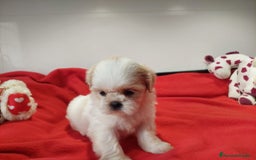 Shih Tzu perros en venta: SHIH TZU HEMBRA CALIDAD Y SELECCIÓN  - Imagen 2