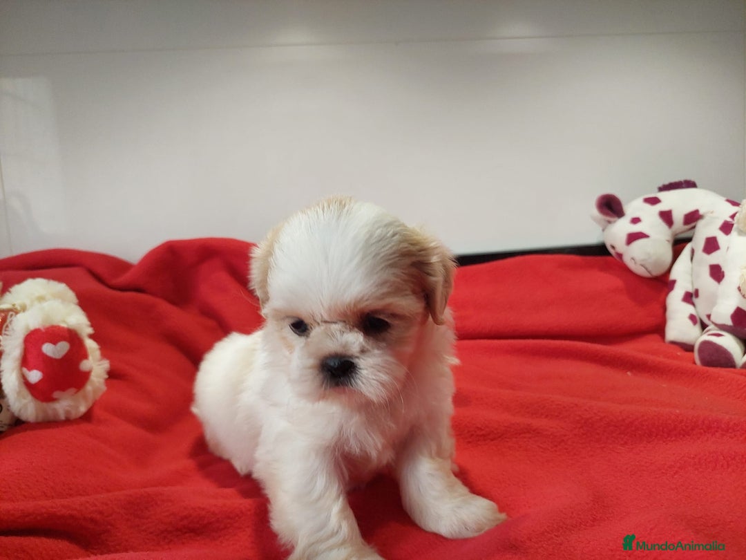 Shih Tzu perros en venta: SHIH TZU HEMBRA CALIDAD Y SELECCIÓN  - Imagen 2