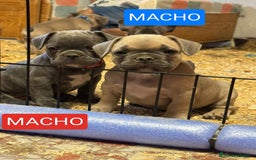 Bulldog Francés perros en venta: Bulldog francés exótico distintos colores - Imagen 5