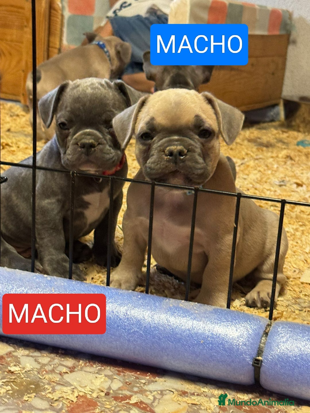 Bulldog Francés perros en venta: Bulldog francés exótico distintos colores - Imagen 5