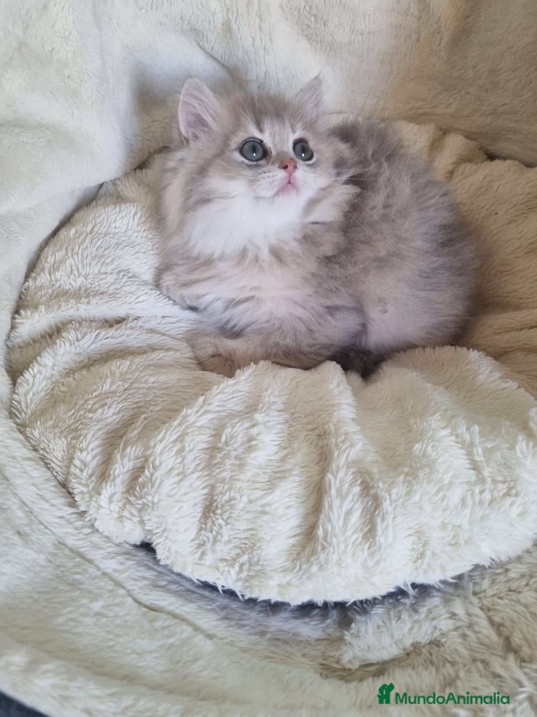 Británico de Pelo Corto gatos en venta: British Chinchilla Lillac - Imagen 5
