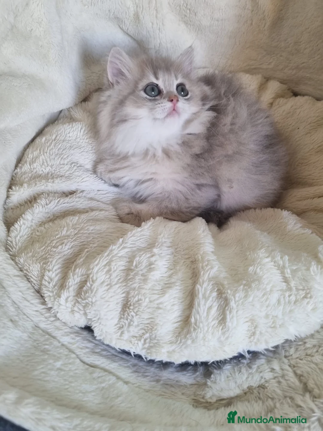 Británico de Pelo Corto gatos en venta: British Chinchilla Lillac - Anuncio 5