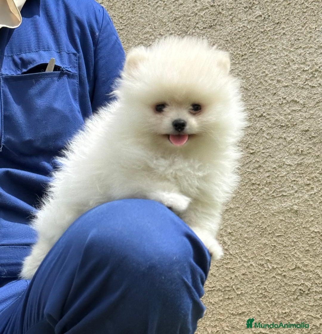 Pomerania perros en venta: Pomerania Miniatura, ejemplares blancos y crema - Imagen 4