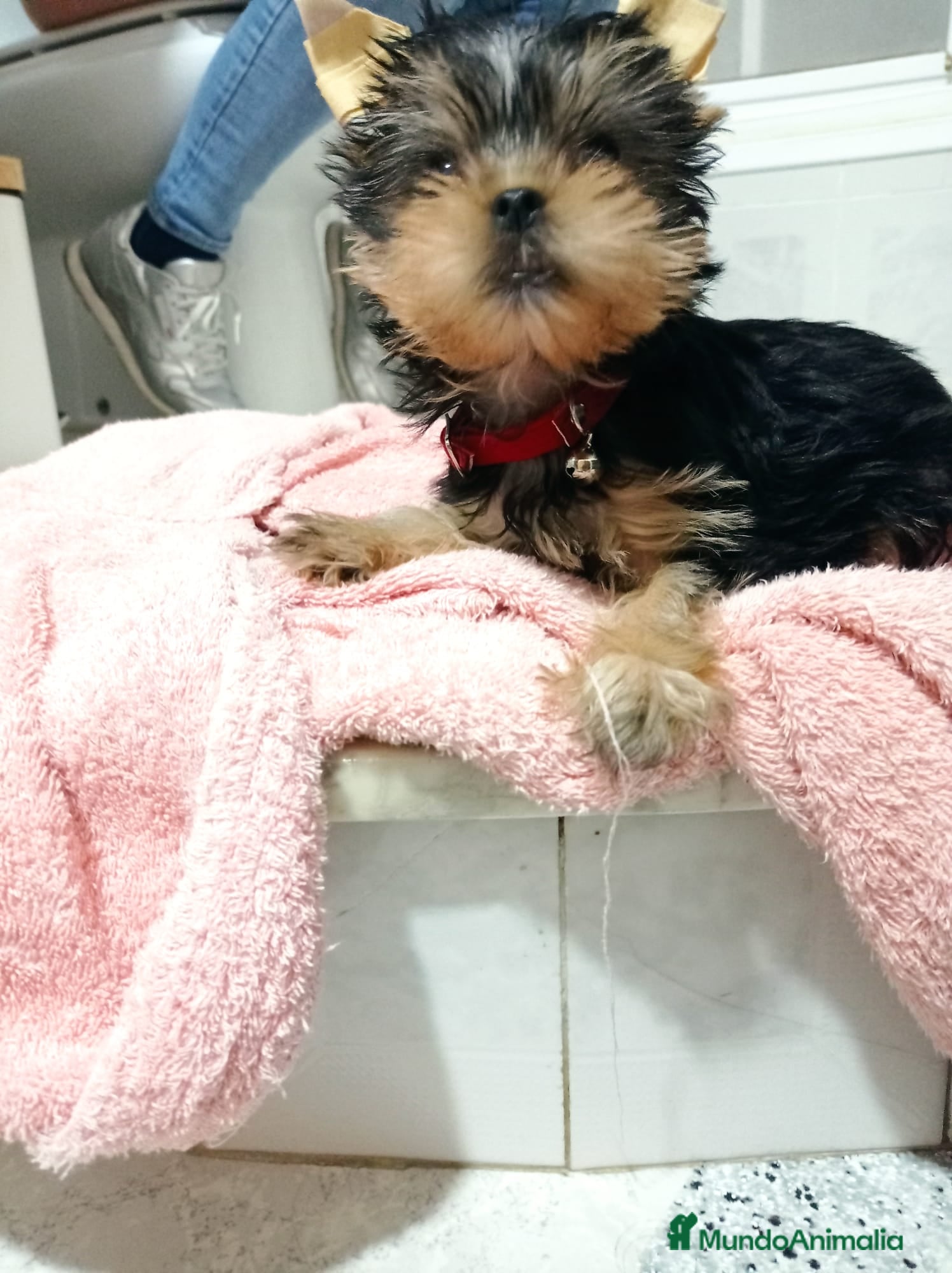 Yorkshire Terrier perros Yorkshire miniaturas en Badajoz - Anuncio 19