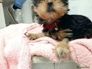 Yorkshire Terrier perros Yorkshire miniaturas en Badajoz - Anuncio 25