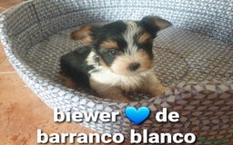 Biewer Yorkshire Terrier a la Pom Pon perros en venta: Biewer machito chiquitin con pedigree - Imagen 5