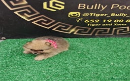 Pomerania perros en venta: Último Machito Pomerania Toy - Imagen 4