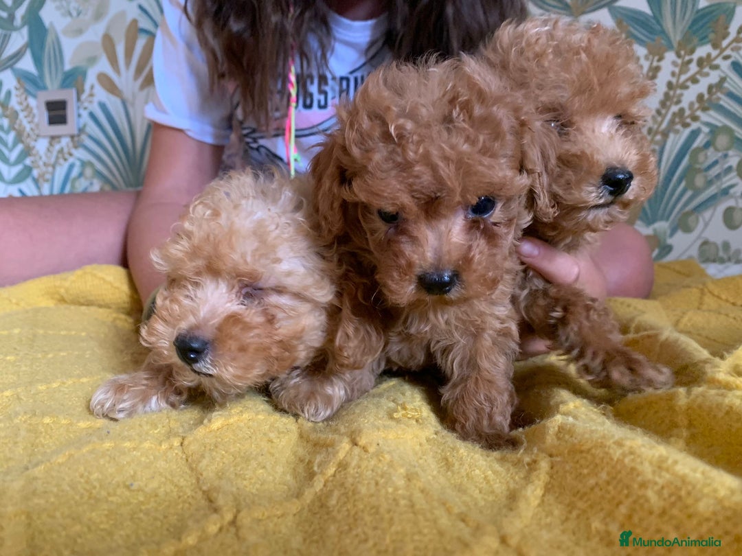Caniche Toy perros en venta: Caniche Toy APricot - Imagen 4